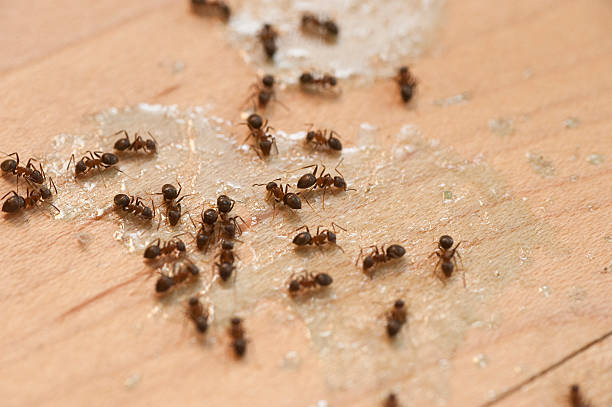 Best Pest Inspection Near Me  in Brookdale, SC